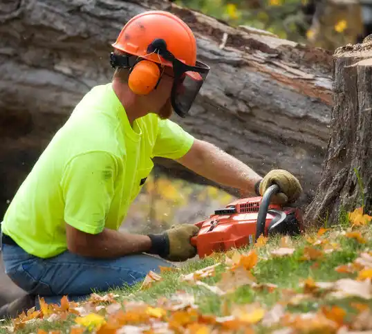 tree services Oradell